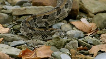 Rattlers Under the Timber