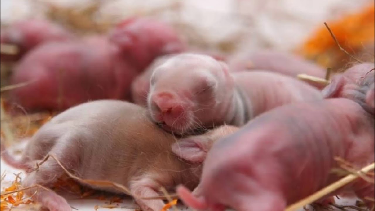 размножение млекопитающих - YouTube