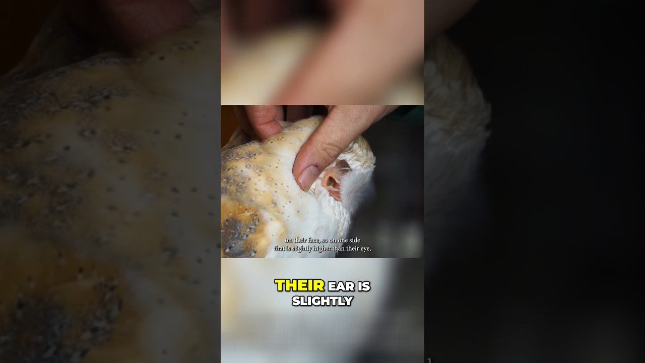 Уши у сов очень странные! Смотрите полное видео на нашем канале! 