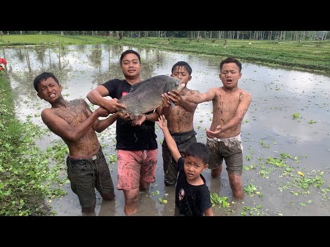 Astaga di Sawah Ada Ikan Sebesar Ini Langsung Kita Tangkap