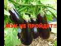 МОИ БАКЛАЖАНЫ не ЕДЯТ КОЛОРАДСКИЕ ЖУКИ!!🍆🍆 КАК Я ЭТО ДЕЛАЮ??