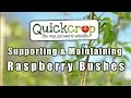 Supporting and Maintaining Raspberry Bushes