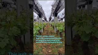 Smart Agrivoltaics in the Vineyard #oddlysatisfying #shorts #smart agri farming