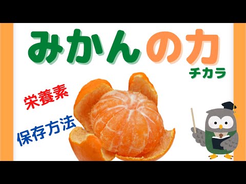【みかんの力】みかんの栄養素や保存方法などを分かりやすく紹介