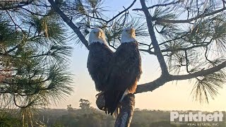 SWFL Eagles ~ Harriet & M15 ~ Wishing You All A Happy Thanksgiving Day ?? ? 11.26.20