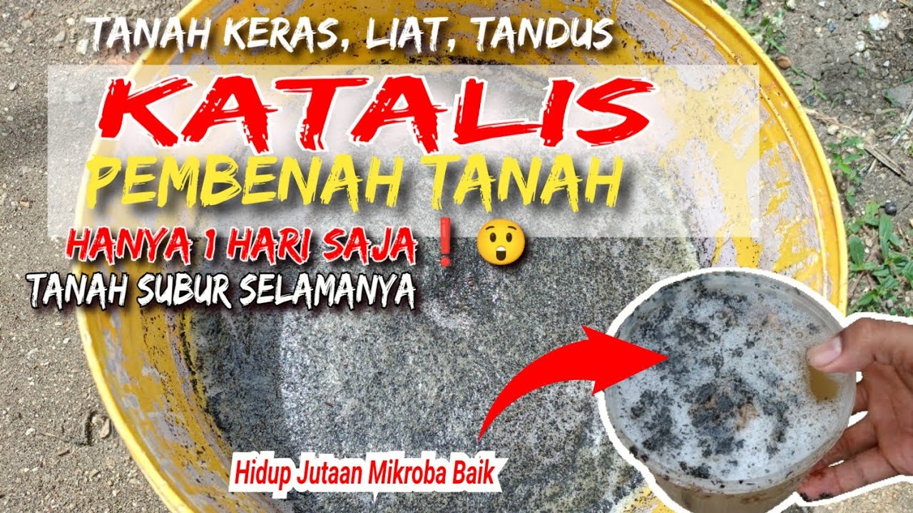 Tanah Tandus, Keras, Wajib tau ini‼️1 HARI MEMBUAT KATALIS PEMBENAH TANAH LANGSUNG APLIKASI