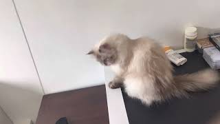 Farah the Himalayan playing with her toy by JoeMan 104 views 1 year ago 58 seconds