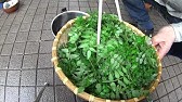 山椒の葉の保存方法 冷凍 How To Save Japanese Pepper Frozen Youtube