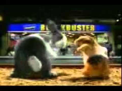 Kelinci VS Marmut (Digoyang)