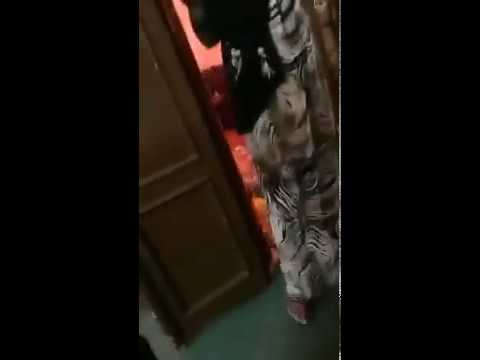 مداهمة وكر دعاره وسحر حي منفوحة الرياض 