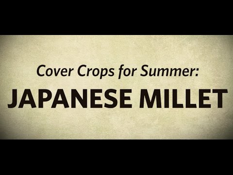 Japanese Millet