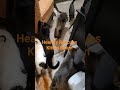#catrescue #cat #kittenkibble #catshorts