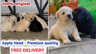 Urgent sale| labrador puppies for sale|kci registered labrador puppies |by dogsbreedofficial 2024