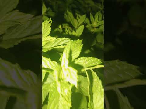 نمو حوض النعناع من جديد اكسبلور  زراعت 