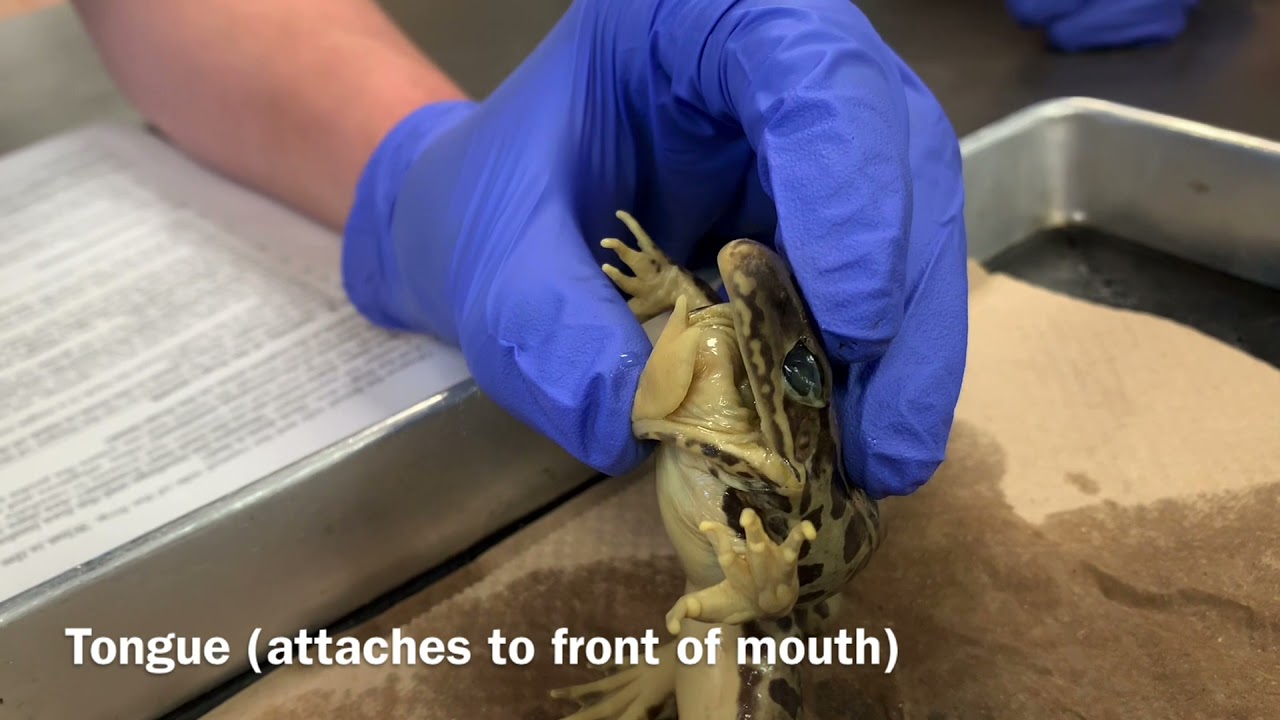 Frog Dissection YouTube