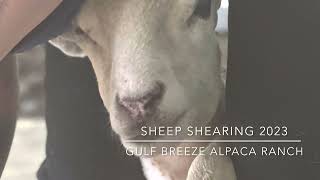 Shearing the sheep 2023 by Gulf Breeze Alpaca Ranch & Lodging 668 views 1 year ago 1 minute, 55 seconds