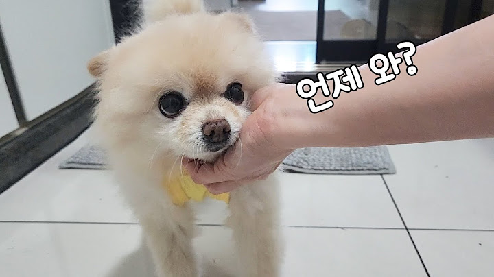 소리를 듣지 못하는 강아지가 주인을 기다리는 방법