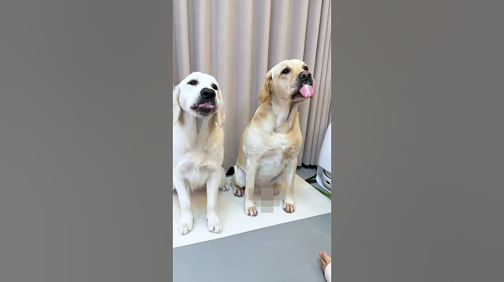 【旺仔很忙🐶Wangzai is busy】当狗子第一次吃干嚼酸奶，狗子的反应When a dog eats Greek yogurt for the first time