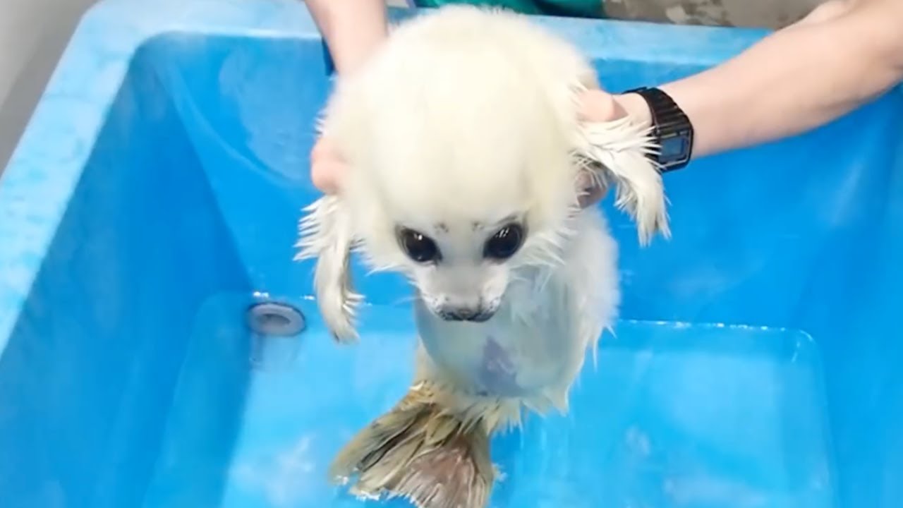 Seal Pup Secrets: 5 Must-Know Facts!