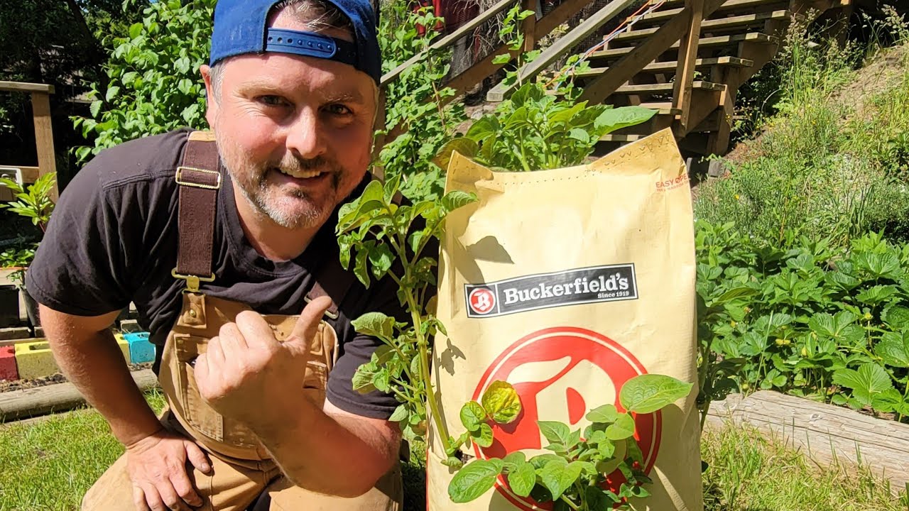 GROWING POTATOES in CHICKEN FEED BAGS