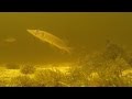 Что происходит под водой когда не клюет.Подводная съемка. Щука. Pike.Pike attacks.