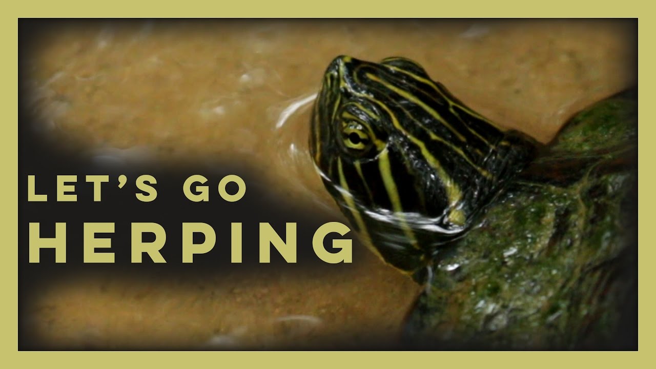 Herping Through "Crooked Creek" | #LetsGoHerping
