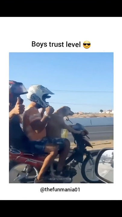 Boys Trust level #shorts #dogs #love #funny #ytshorts #pets #dog #cute