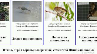 Птица, отряд воробьинообразные, семейство Шипоклювковые шипоклювка birds Fuse Tropic Passeriformes
