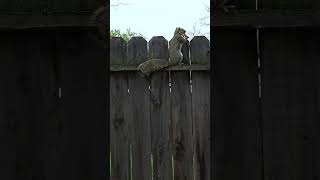 12 28 2025 Squirrel Eating Peanut Video10