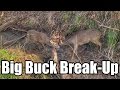 BIG BUCK BREAK-UP: Giant Bucks Stuck in Life Threatening Lock