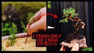 make a mini bonsai in JUST 2 YEARS