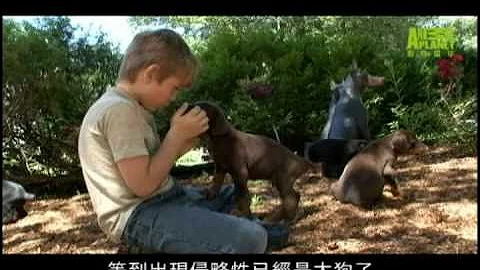 狗狗101---杜賓犬