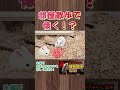 飼い主が好きだと錯覚する！？ #ハムスター #hamster #かわいい #飼い方#部屋散歩#部屋んぽ#へやんぽ