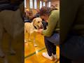 🐕✨ Shelter dogs adopting a human is love in its purest form! #dog