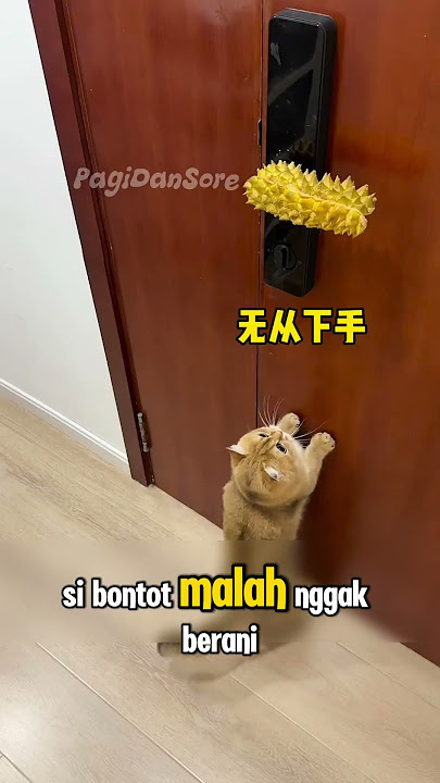 Kenapa Lagi Si Bontot!! 😂 #shorts #kucing