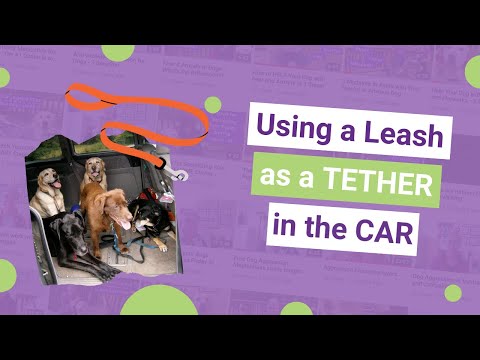 Video: Câinii ar trebui să fie purtați cu centură în mașină?