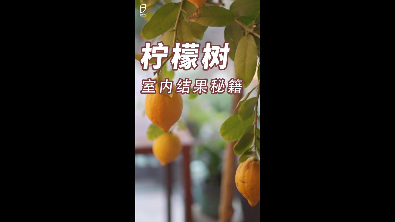 园丁小饭】客厅种上柠檬树，宅家度假好安逸~ - YouTube