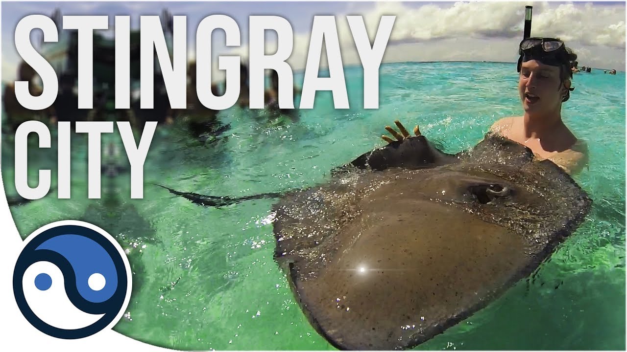 Stingray City (Cayman Islands) - YouTube