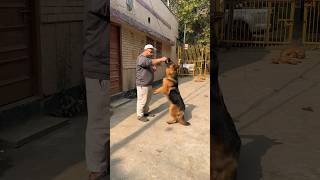 Dog Training Of Our German Shepherd Dog Zoey  Namitaology Pack. #shorts #germanshepherd  #dogs