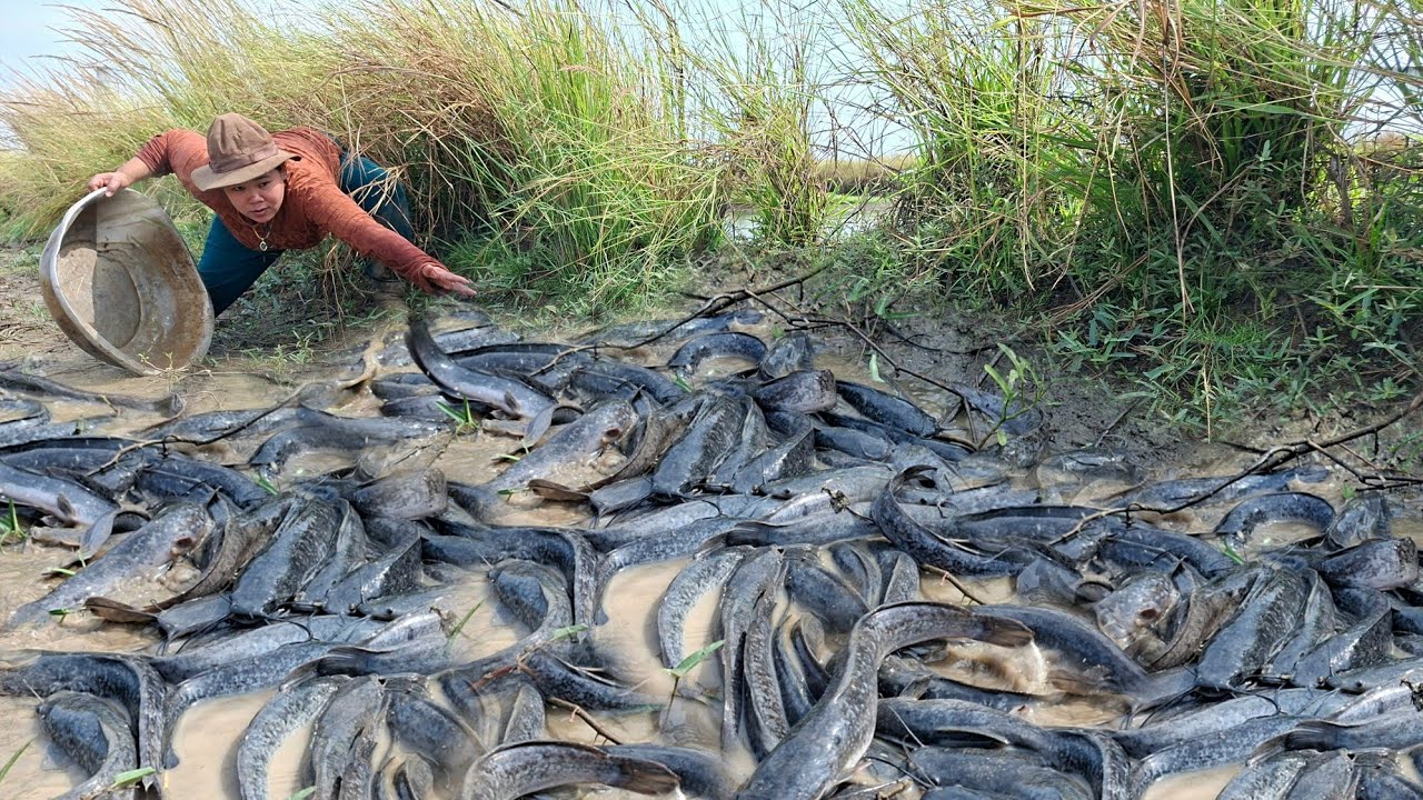 OMG amazing fishing! Catch a lot of fish and pick duck eggs in the grass at rice field near the road