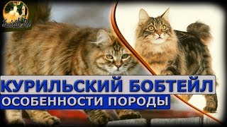 Курильский бобтейл - особенности породы