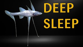 The Fish That Dream In The Dark