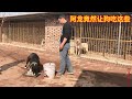 阿龙养殖西班牙猎犬，国内少见犬种，竟然这样喂食，网友：真不敢相信