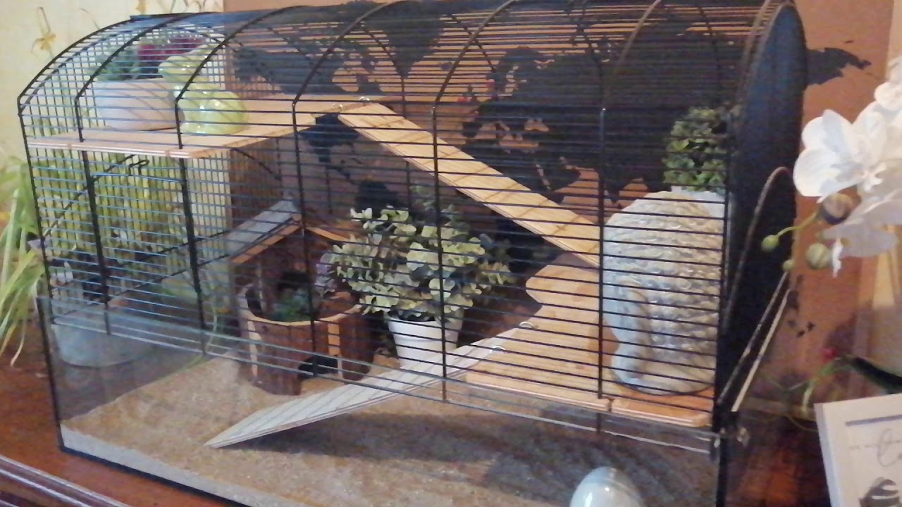 Cage caille de Chine