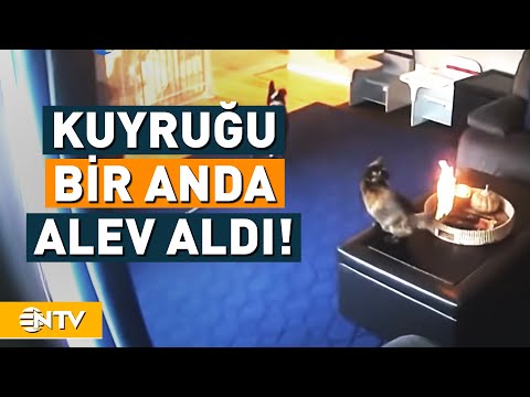 Kuyruğunun Yanışını Böyle İzledi! | NTV