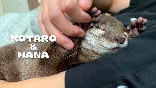 Hana the Otter Cute Noise and Squishy Paws