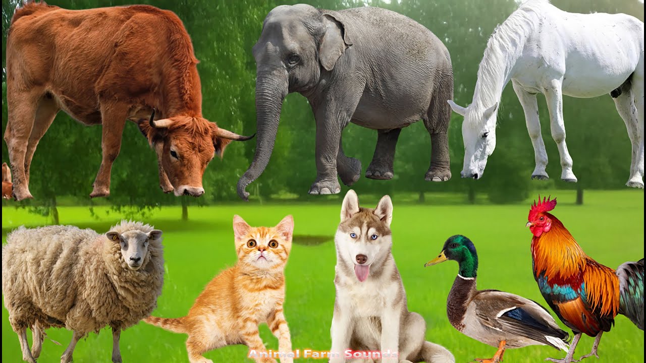 Farm Animal World: Cat, Chicken, Zebra, Pig, Cow, Sheep, Buffalo & Dog – Lovely Animal Moments