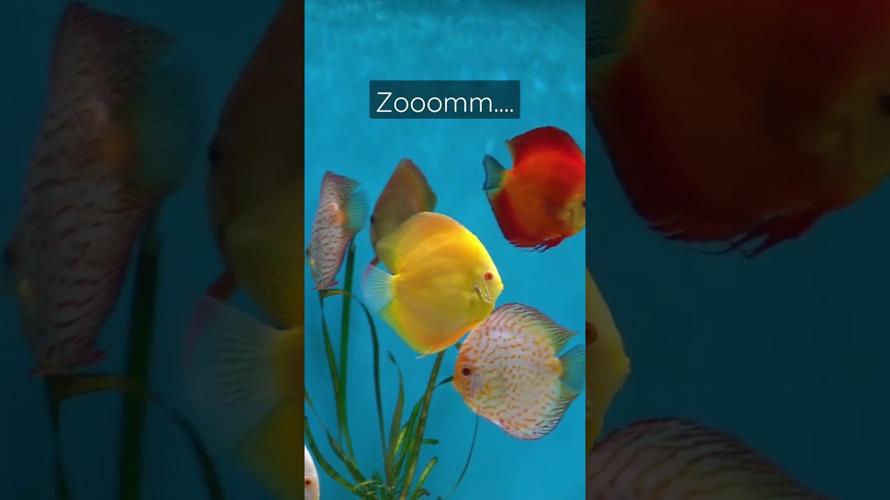 A rare discus fish burst of speed 