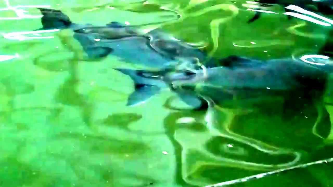 TTFNC Arapaima in Fish farm Trinidad also Colossoma and Pseudoplatystoma YouTube