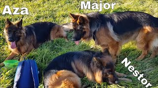 3 German Shepherds playing together/3 Owczarki Niemieckie bawią się razem